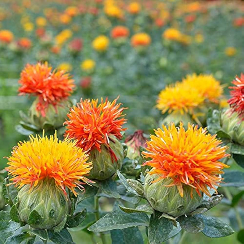 Mixed Carthamus Flower seeds for Planting - Garden Favorite, Heirloom & GMO Free Seeds for Home Garden
 
 Sale for planting in home garden.