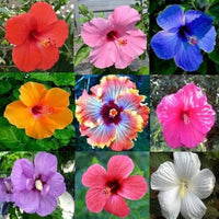 Heirloom Hibiscus Flower seeds for Planting Cut Flower Favorite Heirloom & GMO Free Seeds for Home Garden