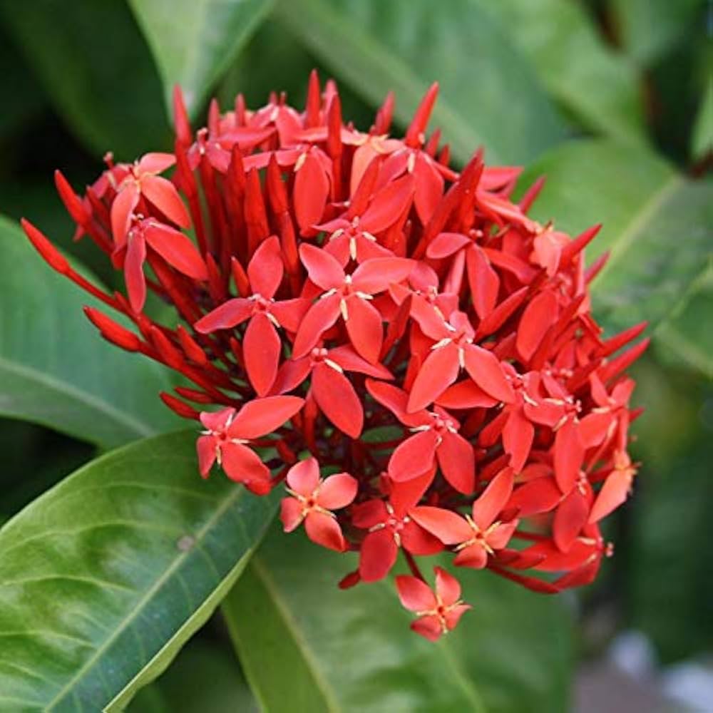 Red Ixora Flower seeds for Planting - Hardy Variety, Heirloom & GMO Free Seeds for Home Garden
 
 Sale
