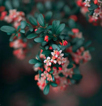 Cotoneaster Horizontalis Rock Cotoneaster Shrub Seeds