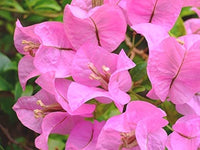 Light Pink Bougainvillea Seeds for Planting Fragrant Blossoms Heirloom & GMO Free Seeds for Home Garden
 
 Sale