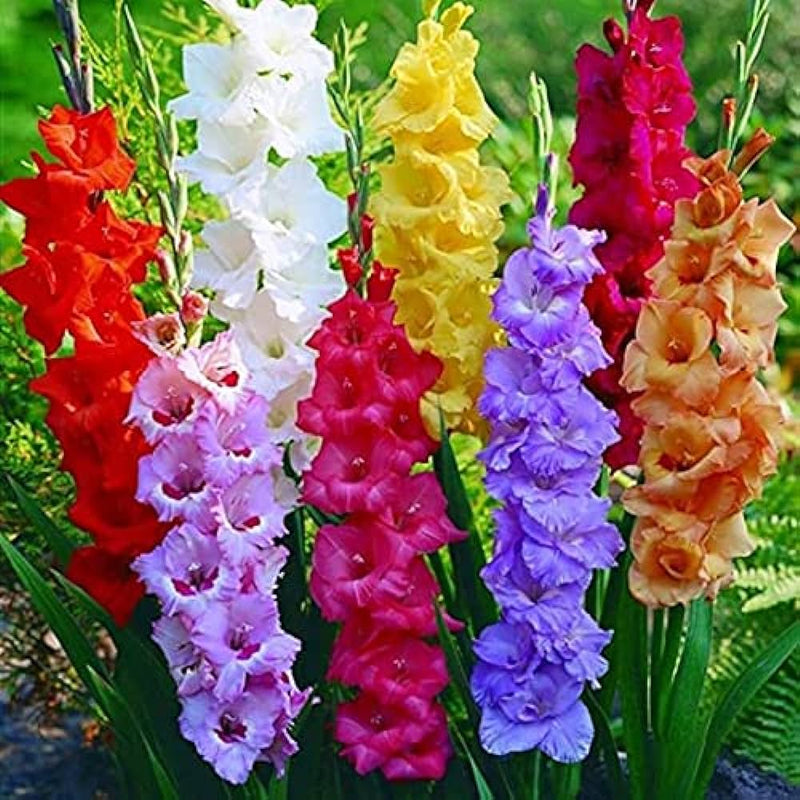 Gladiolus Bulbs Flower seeds for Planting Low Maintenance Heirloom & GMO Free Seeds for Home Garden