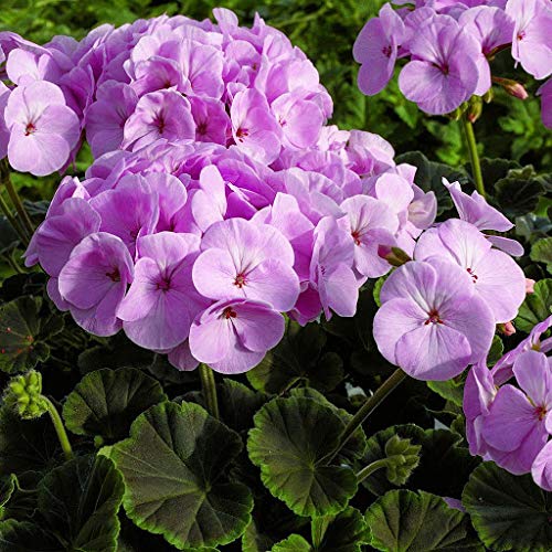 Purple Univalve Geranium Flower seeds for Planting Long Bloom Season Heirloom & GMO Free Seeds for Home Garden