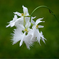Taube Reiher Flower seeds for Planting - Vibrant Colors, Heirloom & GMO Free Seeds for Home Garden