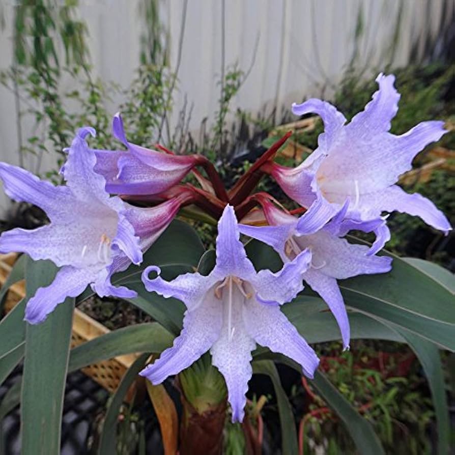 White Blue Hippeastrum Flower seeds for Planting - Bright Blooms, Heirloom & GMO Free Seeds for Home Garden