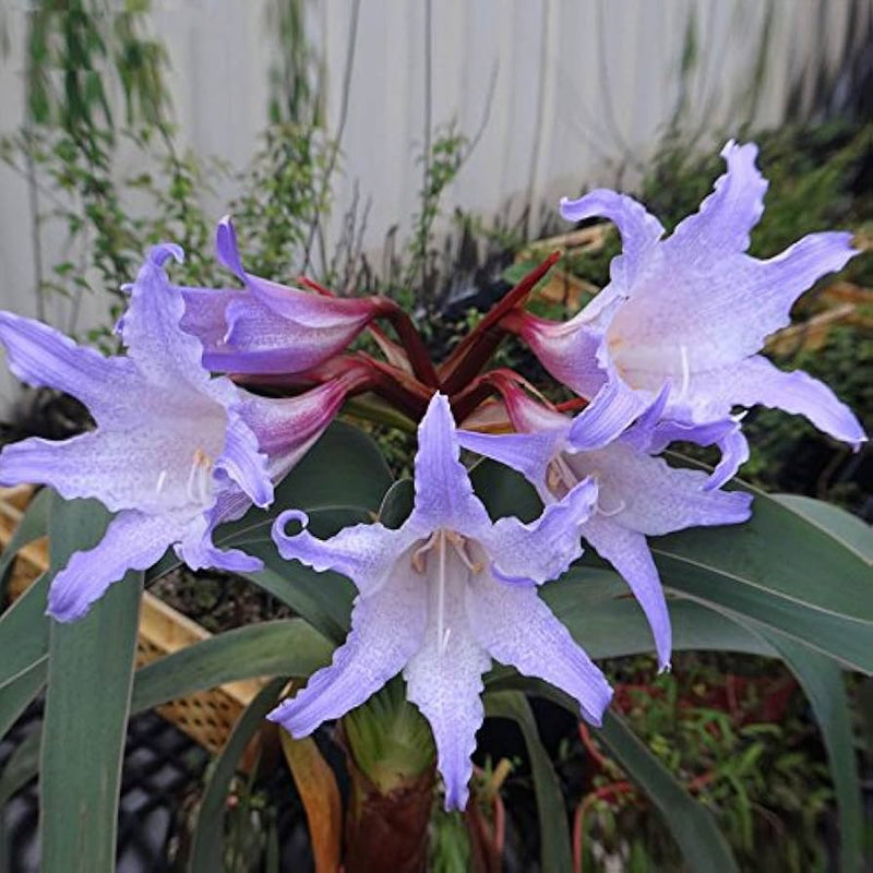 White Blue Hippeastrum Flower seeds for Planting - Bright Blooms, Heirloom & GMO Free Seeds for Home Garden