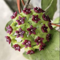 Green Maroon Hoya Flower seeds for Planting - Vibrant Colors, Heirloom & GMO Free Seeds for Home Garden