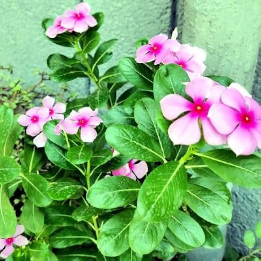 Violet Periwinkle Vinca Flower Seeds for Planting Hardy Variety Heirloom & GMO Free Seeds for Home Garden
 
 Sale