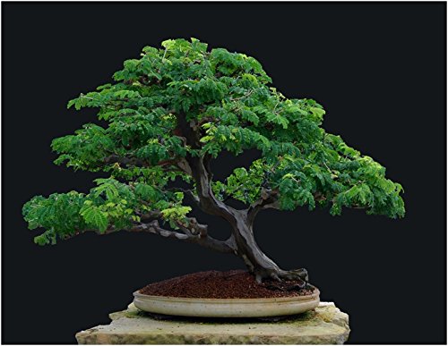 Multi Simsii Bonsai Seeds for Planting Low Maintenance Heirloom & GMO Free Seeds for Home Garden
 
 Sale