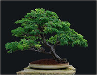 Multi Simsii Bonsai Seeds for Planting Low Maintenance Heirloom & GMO Free Seeds for Home Garden
 
 Sale