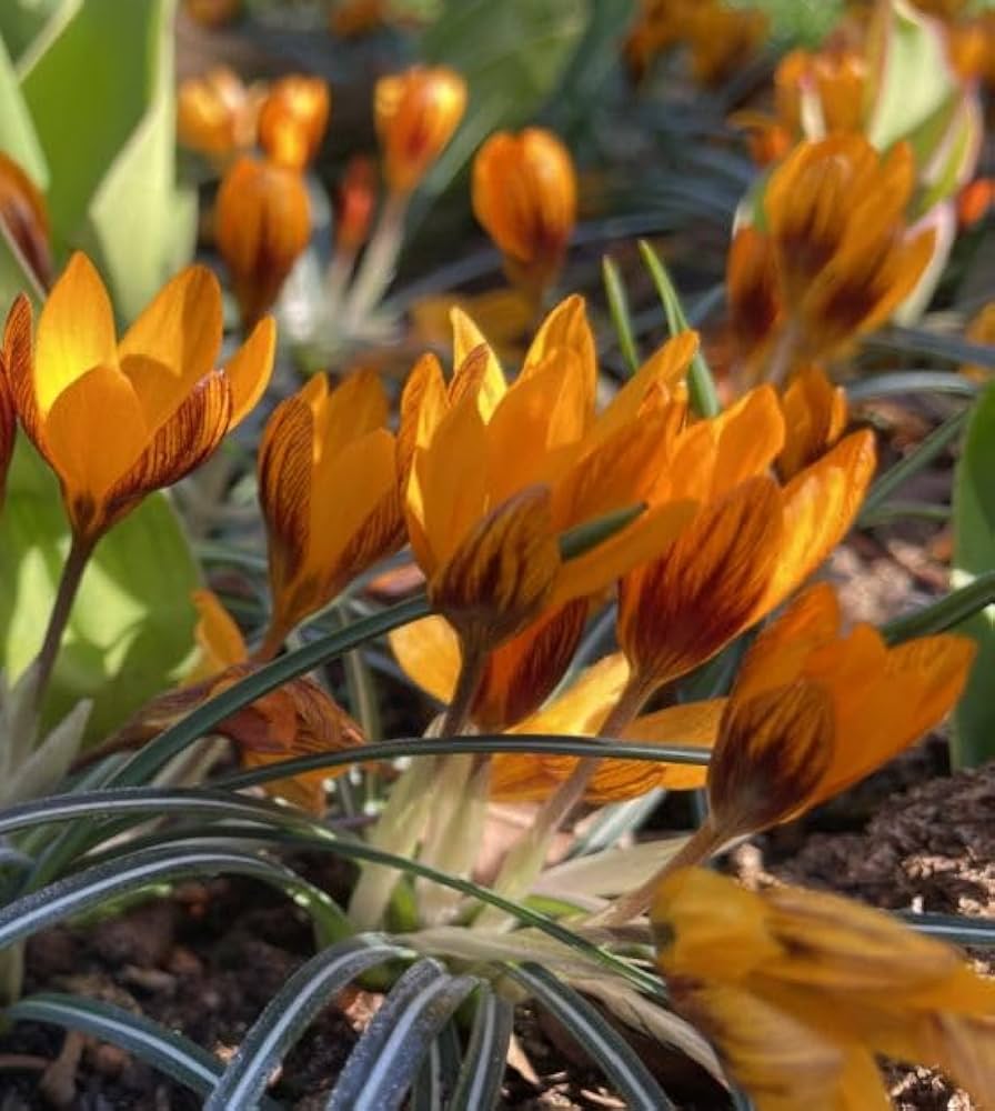 Orange Brown Crocus Flower seeds for Planting Hardy Variety Heirloom & GMO Free Seeds for Home Garden