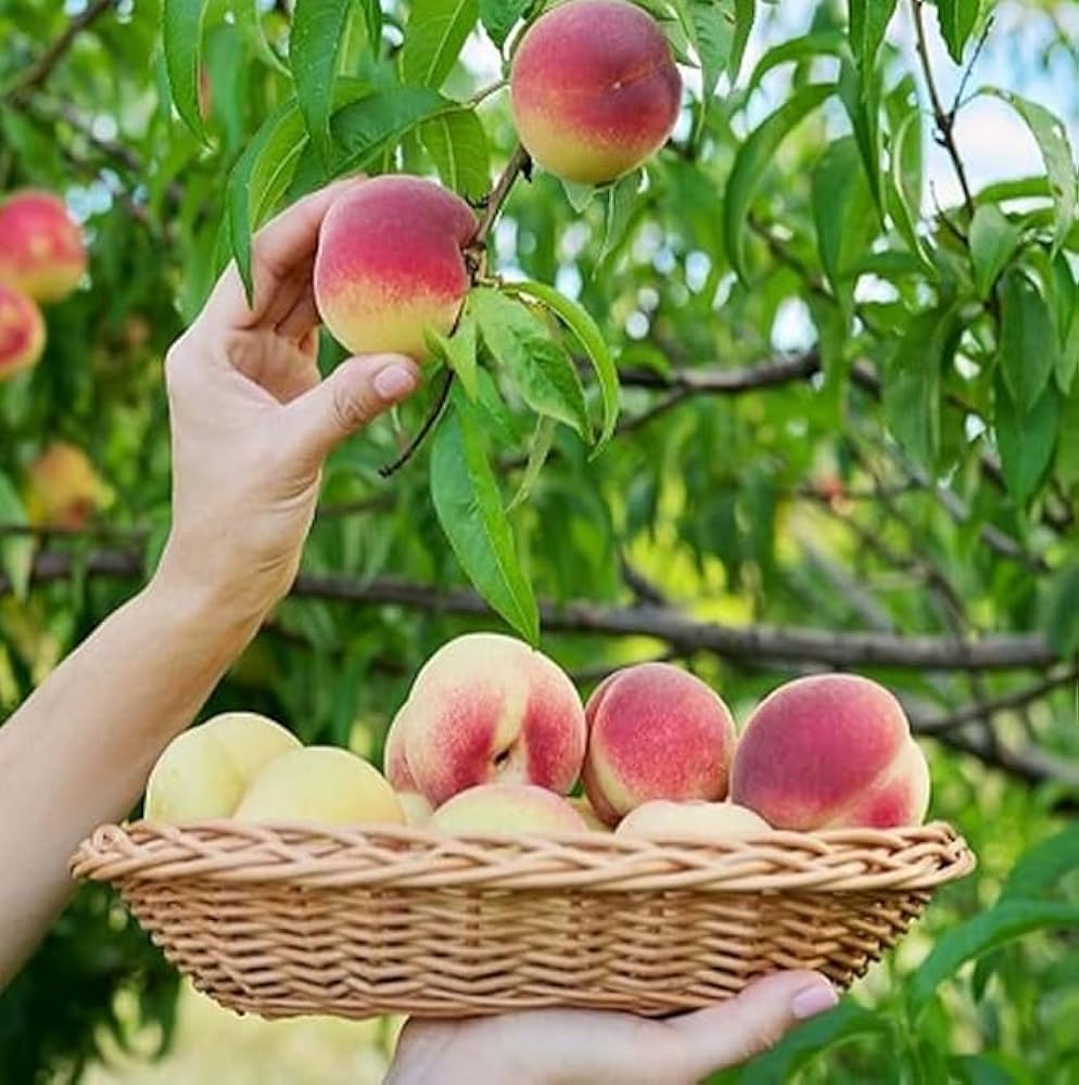 Peach Fruit Seeds Collection for Home Planting  Grow Juicy Peaches