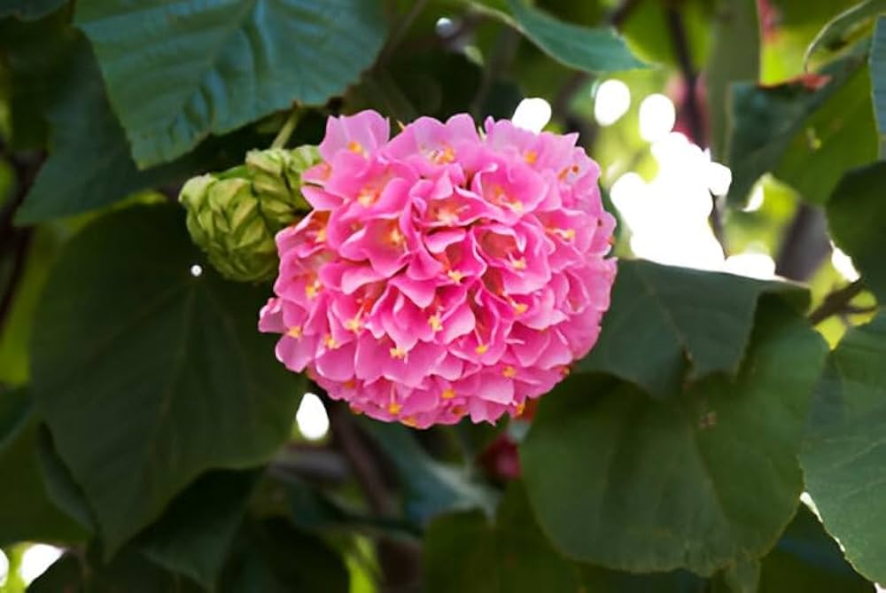 Dombeya Pink Flower Seeds for Planting - Vibrant Blooms for Your Garden