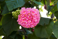 Dombeya Pink Flower Seeds for Planting - Vibrant Blooms for Your Garden
