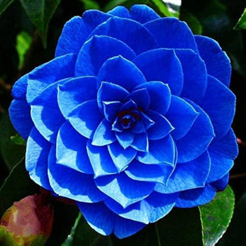 Blue Camellia Flower seeds for Planting Seasonal Bloomer Heirloom & GMO Free Seeds for Home Garden
 
 Sale