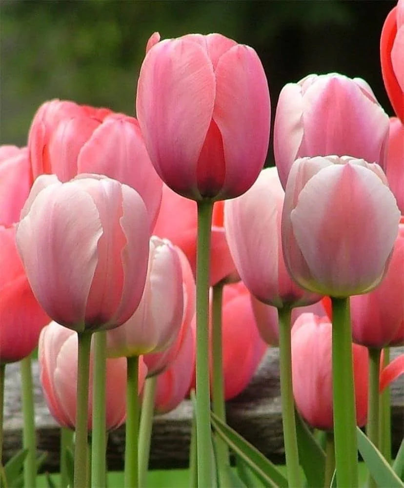 Pink Tulip Seeds for Planting - Vibrant Spring Blooms
