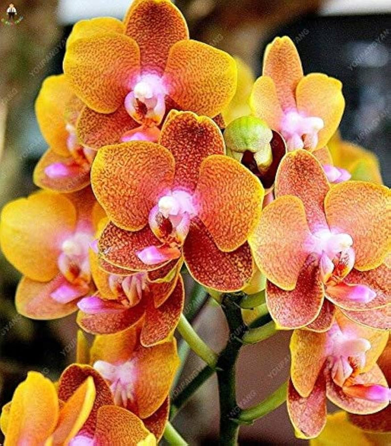 Mixed Butterfly Orchids Flower seeds for Planting - Shade Tolerant, Heirloom & GMO Free Seeds for Home Garden