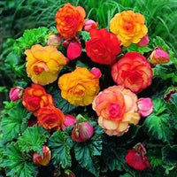 Tuberous Begonias Flower seeds for Planting Long Bloom Season Heirloom & GMO Free Seeds for Home Garden 
 
 Sale