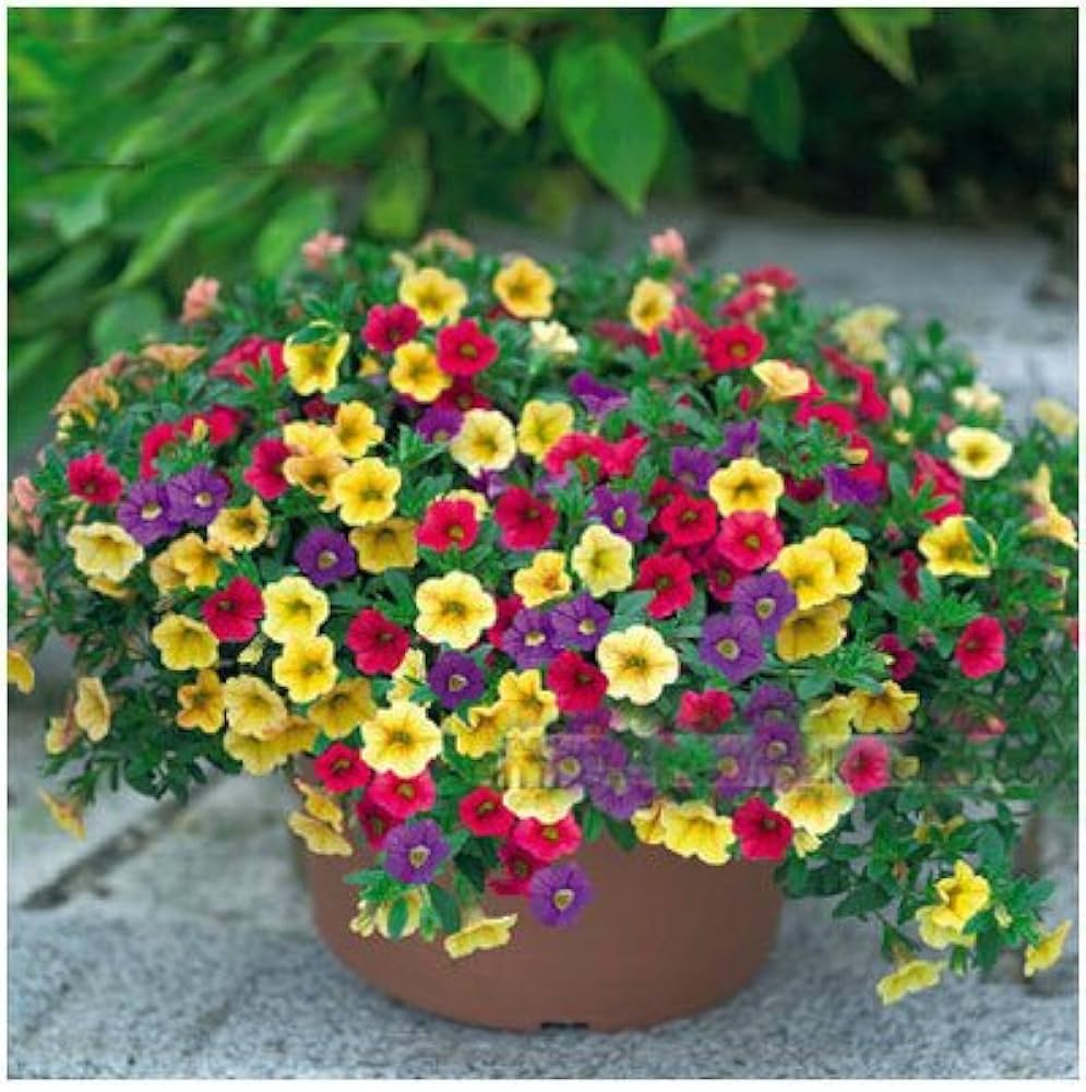 Superbells Petunia Seeds for Planting , Mixed Flower Variety