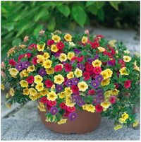 Superbells Petunia Seeds for Planting , Mixed Flower Variety