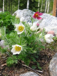 Mixed Anemone Pulsatilla Seeds Flower seeds for Planting Drought Tolerant Heirloom & GMO Free Seeds for Home Garden