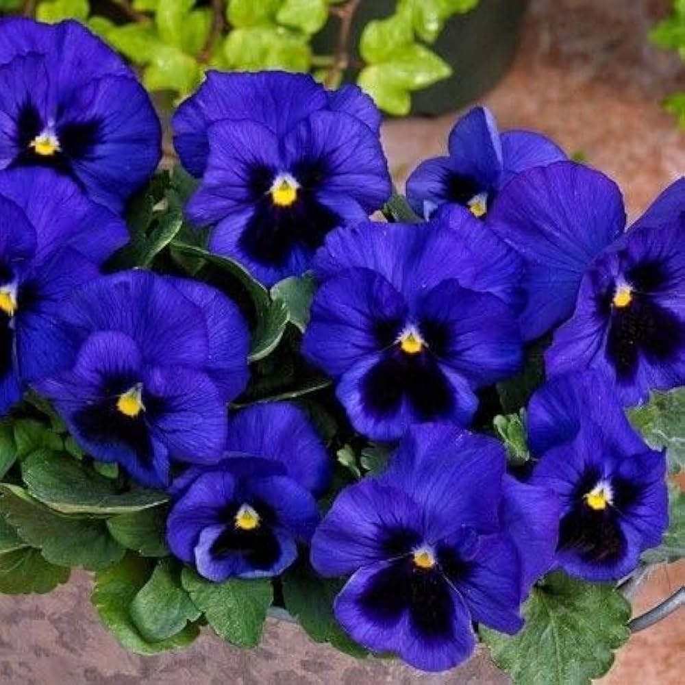 Blue Yellow Pansy Flower seeds for Planting - Seasonal Bloomer, Heirloom & GMO Free Seeds for Home Garden
