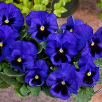Blue Yellow Pansy Flower seeds for Planting - Seasonal Bloomer, Heirloom & GMO Free Seeds for Home Garden