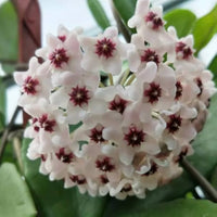 Hoya Flower seeds for Planting Colorful Display Heirloom & GMO Free Seeds for Home Garden