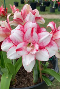 Light Pink Hippeastrum Flower seeds for Planting - Bright Blooms, Heirloom & GMO Free Seeds for Home Garden
