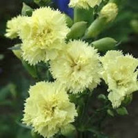 Yellow Carnation Flower Seeds for Planting Easy to Grow Heirloom & GMO Free Seeds for Home Garden
 
 Sale