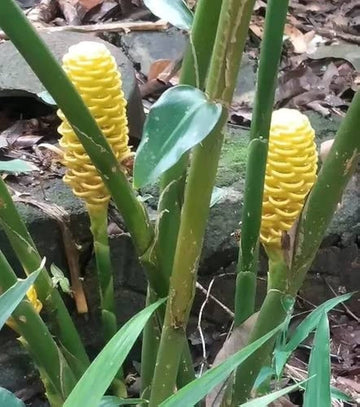 Beehive Ginger Flower seeds for Planting Cut Flower Favorite Heirloom & GMO Free Seeds for Home Garden 
 
 Sale