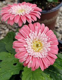 Pink Jamesonii Flower seeds for Planting - Sun Loving, Heirloom & GMO Free Seeds for Home Garden