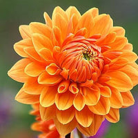 Dark Orange Dahlia Flower Seeds for Planting Wildflower Mix Heirloom & GMO Free Seeds for Home Garden
 
 Sale