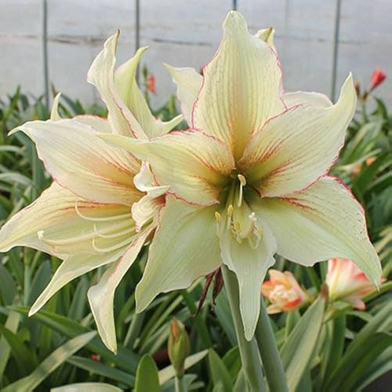 Light Green Hippeastrum Rutilum Flower seeds for Planting - Low Maintenance, Heirloom & GMO Free Seeds for Home Garden
 
 Sale for planting in home garden.