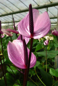 Purple Anthurium Flower seeds for Planting - Drought Tolerant, Heirloom & GMO Free Seeds for Home Garden