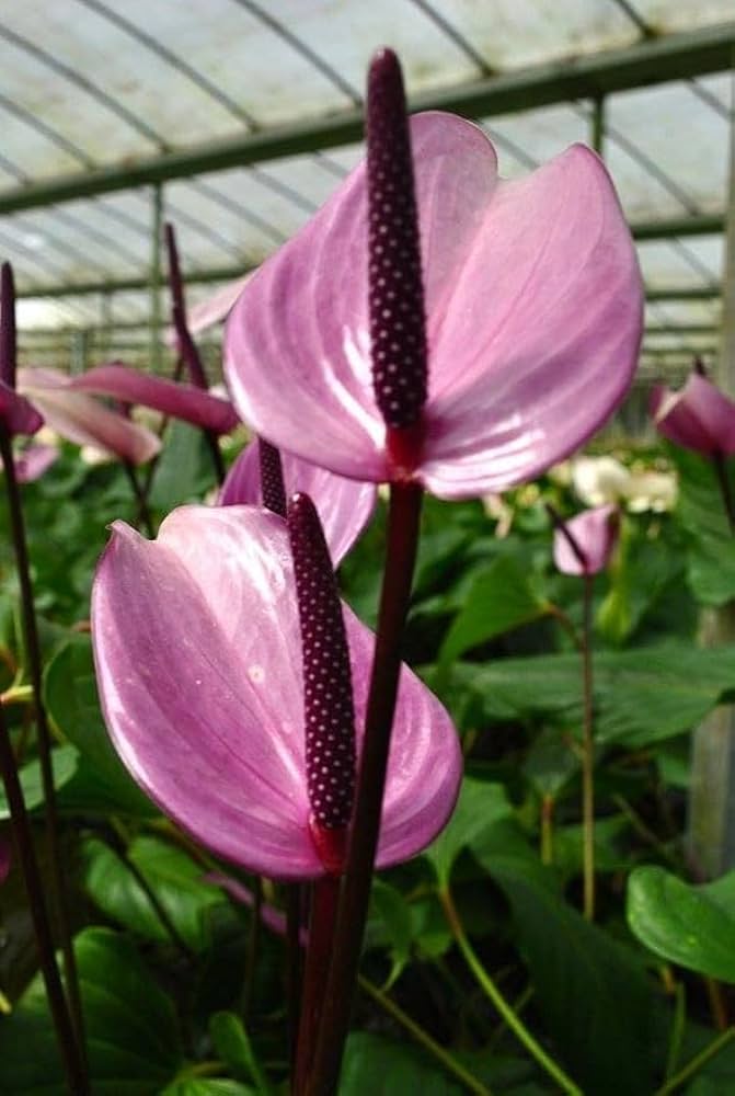 Huifang Anthurium Flower seeds for Planting Fragrant Blossoms Heirloom & GMO Free Seeds for Home Garden
 
 Sale
