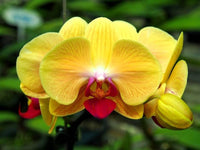 Yellow Orchid Formaldehyde Flower seeds for Planting - Low Maintenance, Heirloom & GMO Free Seeds for Home Garden