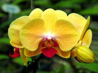 Yellow Phalaenopsis Orchid Flower seeds for Planting Seasonal Bloomer Heirloom & GMO Free Seeds for Home Garden