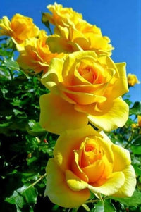 Mustard Yellow Rose Flower seeds for Planting - Vibrant Colors, Heirloom & GMO Free Seeds for Home Garden