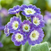 Blue White Primula Flower Seeds for Planting Vibrant Colors Heirloom & GMO Free Seeds for Home Garden
 
 Sale