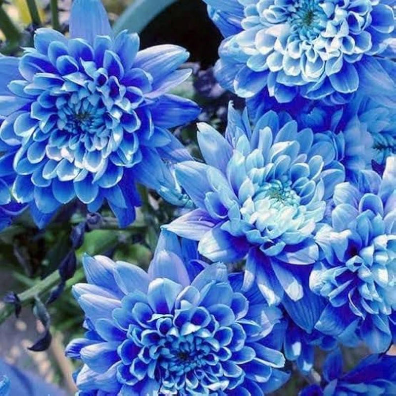 Light Blue Chrysanthemum Flower seeds for Planting - Easy to Grow, Heirloom & GMO Free Seeds for Home Garden