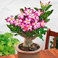 White Pink Adenium Obesum Flower seeds for Planting Garden Favorite Heirloom & GMO Free Seeds for Home Garden