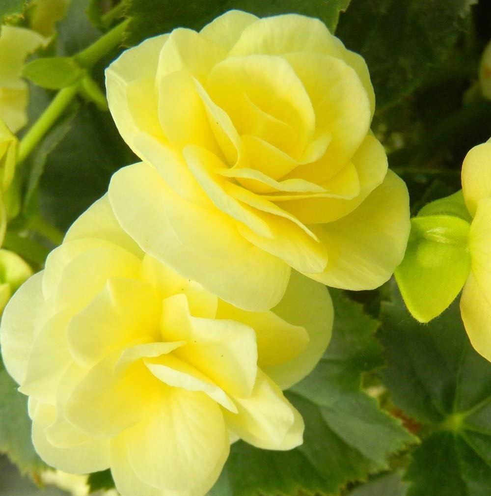 Light Yellow Begonia Flower seeds for Planting - Drought Tolerant, Heirloom & GMO Free Seeds for Home Garden
 
 Sale seeds for planting in home garden