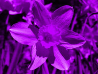 Purple Daffodil Flower Seeds Cottage Garden Essential Heirloom & GMO Free Seeds for Home Garden
 
 Sale