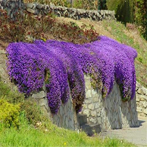 Rock Cress Flower Seeds for PlantingSnow Peak Wildflower Mix Heirloom & GMO Free Seeds for Home Garden
 
 Sale