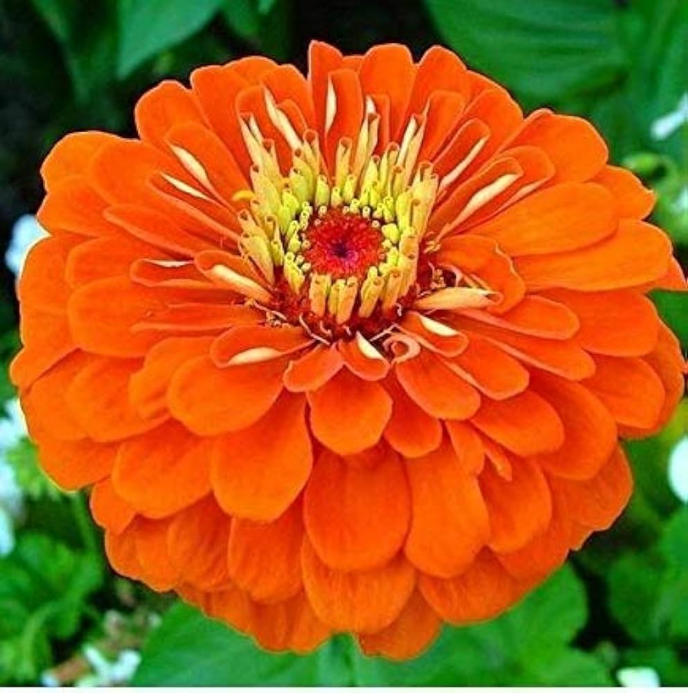 Lime Orange Zinnia Flower seeds for Planting - Compact Growth, Heirloom & GMO Free Seeds for Home Garden