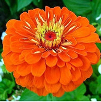 Lime Orange Zinnia Flower seeds for Planting - Compact Growth, Heirloom & GMO Free Seeds for Home Garden