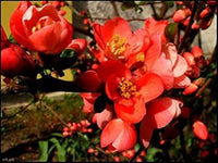 Orange Quince Flower seeds for Planting - Premium Quality, Heirloom & GMO Free Seeds for Home Garden
 
 Sale seeds for home garden