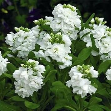 White Scented Stock Flower seeds for Planting - Shade Tolerant, Heirloom & GMO Free Seeds for Home Garden
 
 Sale for planting in home garden.