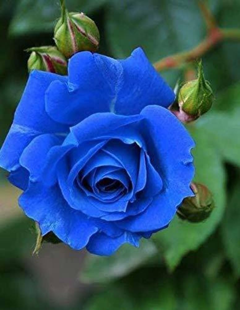Rose Flower seeds for Planting Bright Blooms Heirloom & GMO Free Seeds for Home Garden 
 
 Sale
